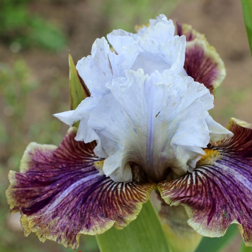 Iris Coloration Végétale - Schwertlilie (Flowering)