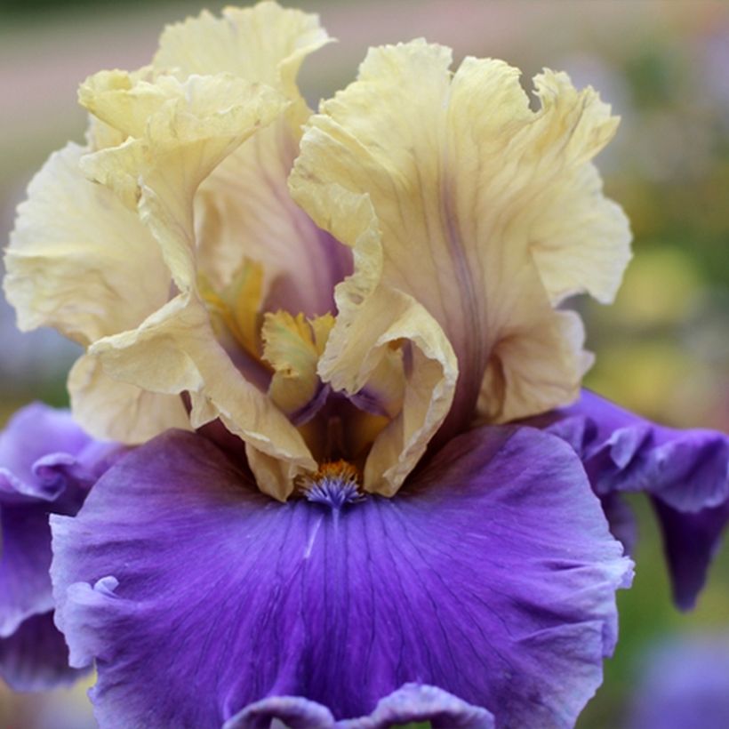 Iris Guernazelle - Schwertlilie (Flowering)