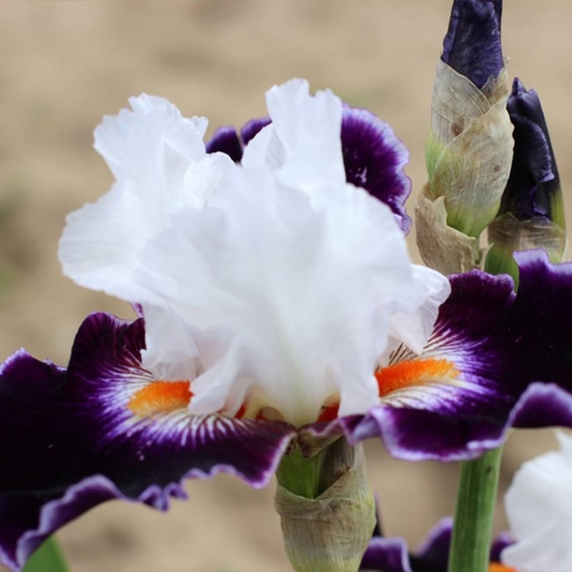 Iris Le Bois Du Vent - Schwertlilie (Plant habit)