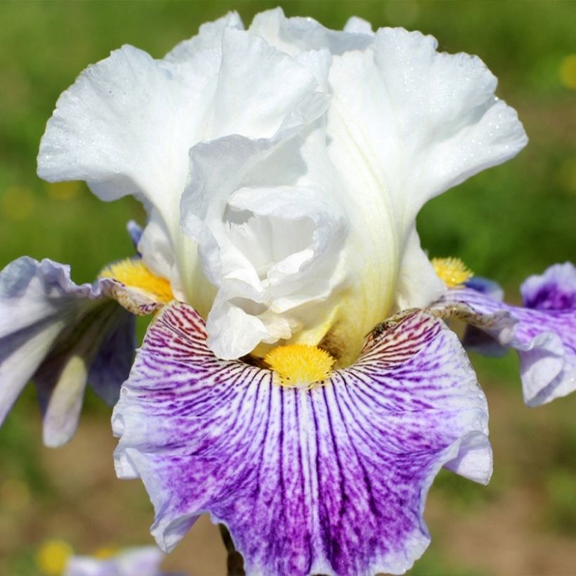 Iris Palette De Peintre - Schwertlilie (Flowering)