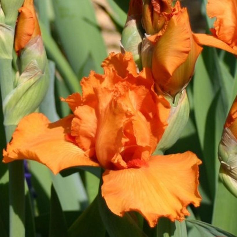 Iris Poil De Carotte - Schwertlilie (Flowering)
