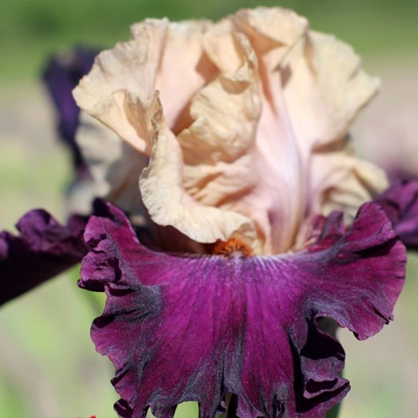Iris Sacrée Gralée - Schwertlilie (Flowering)