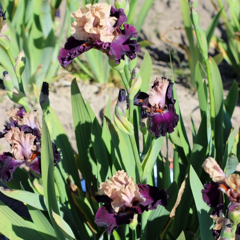 Iris Sacrée Gralée - Schwertlilie (Plant habit)