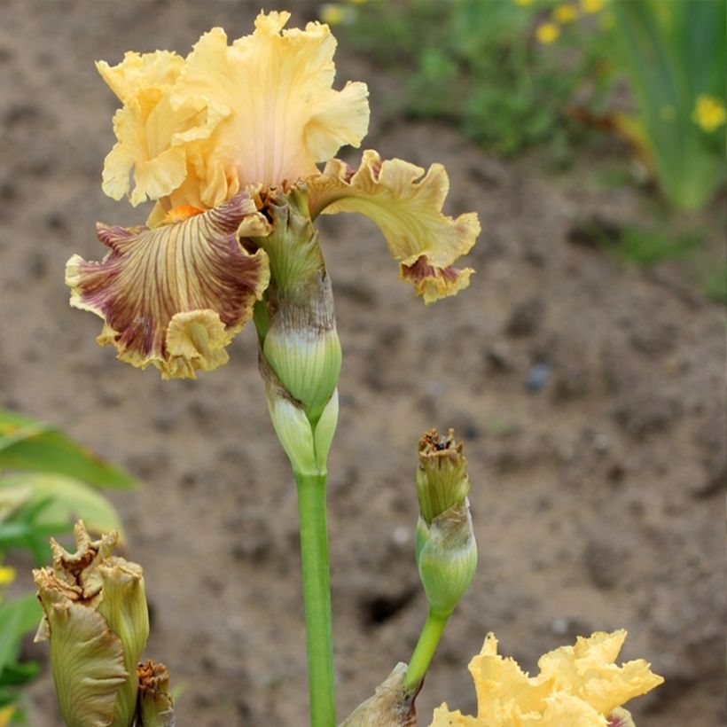 Iris Vieilles Vignes - Schwertlilie (Flowering)