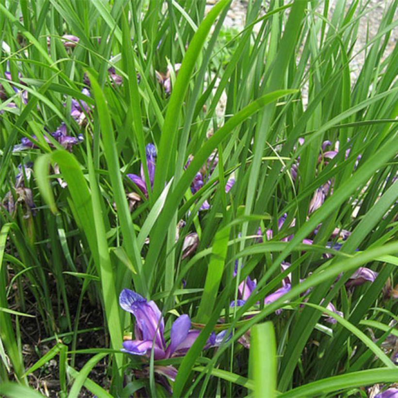 Iris graminea - Gras-Schwertlilie (Foliage)