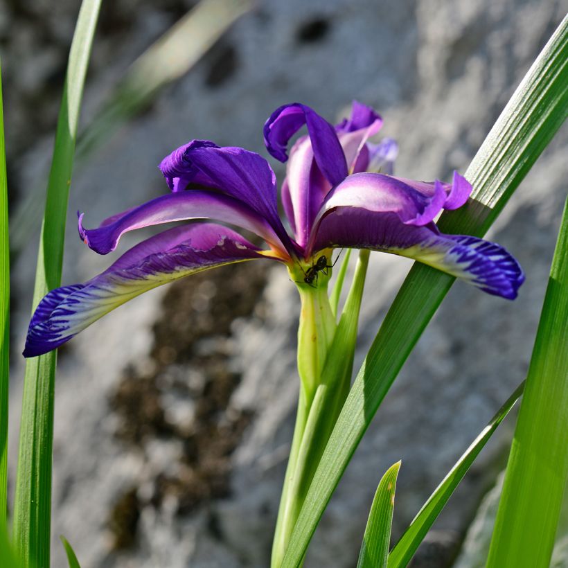 Iris graminea - Gras-Schwertlilie (Flowering)