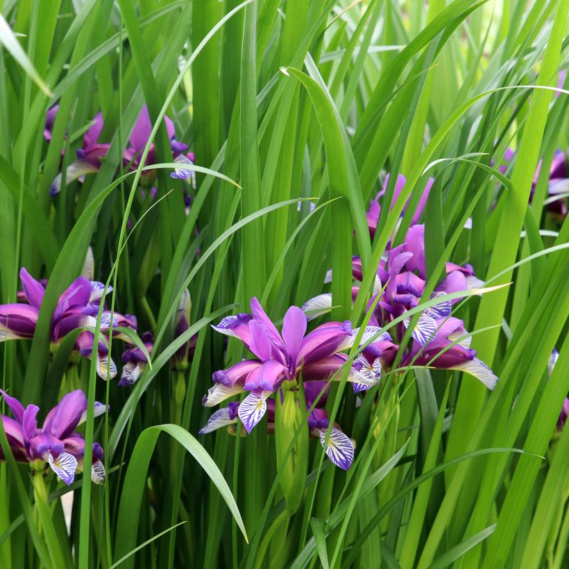 Iris graminea - Gras-Schwertlilie (Plant habit)