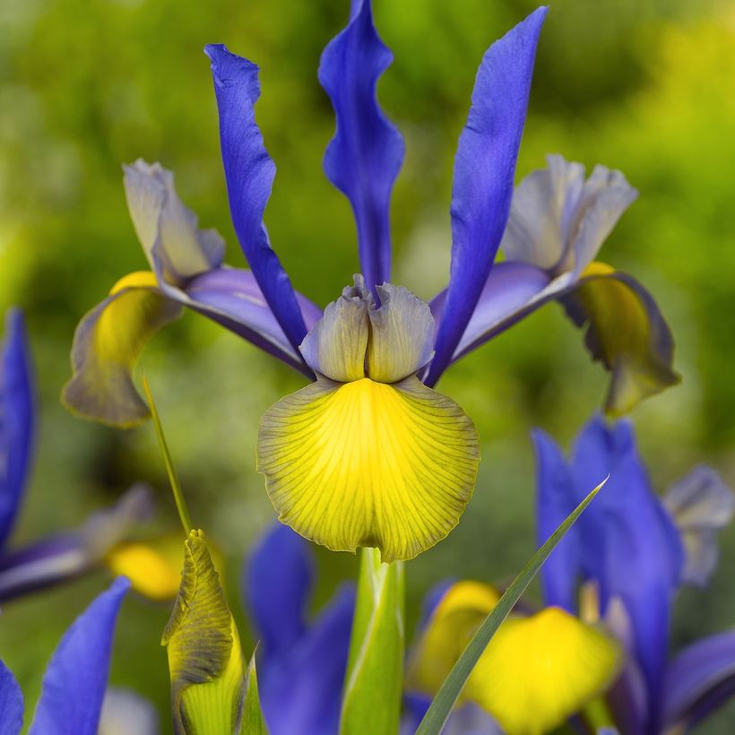Iris hollandica Miss Saigon - Holländische Schwertlilie (Flowering)