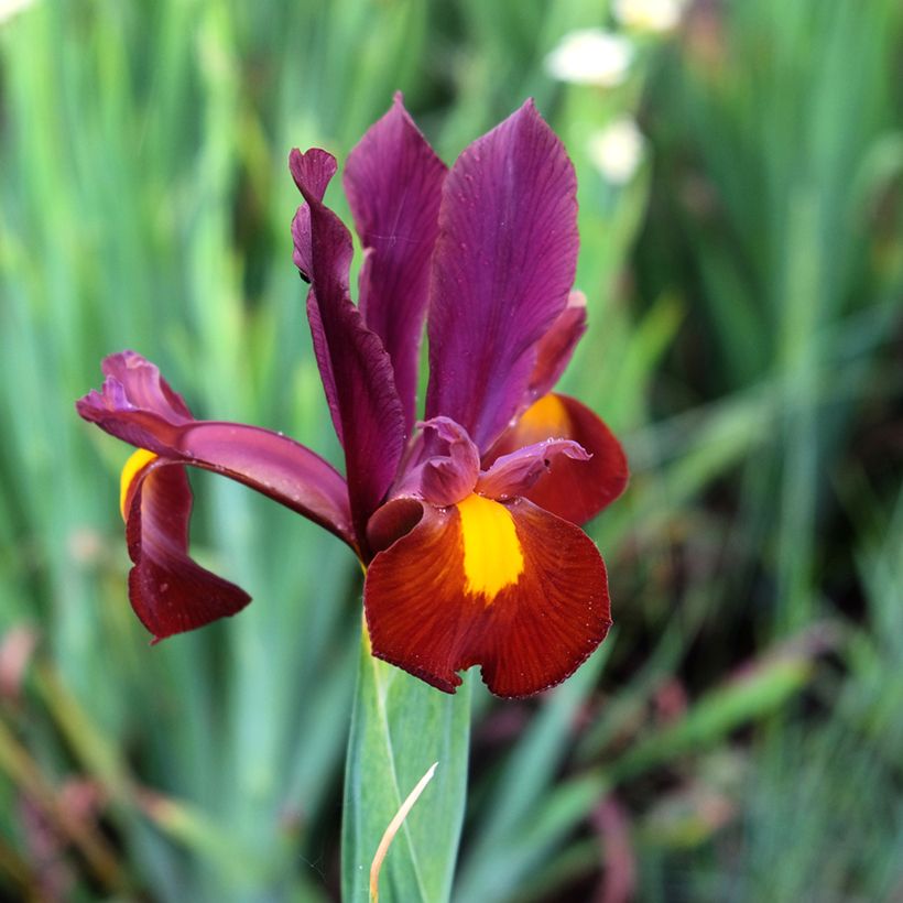 Iris hollandica Red Ember - Holländische Schwertlilie (Flowering)