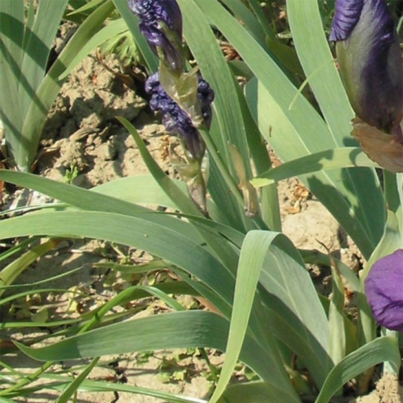 Iris illyrica - Istrien-Schwertlilie (Foliage)