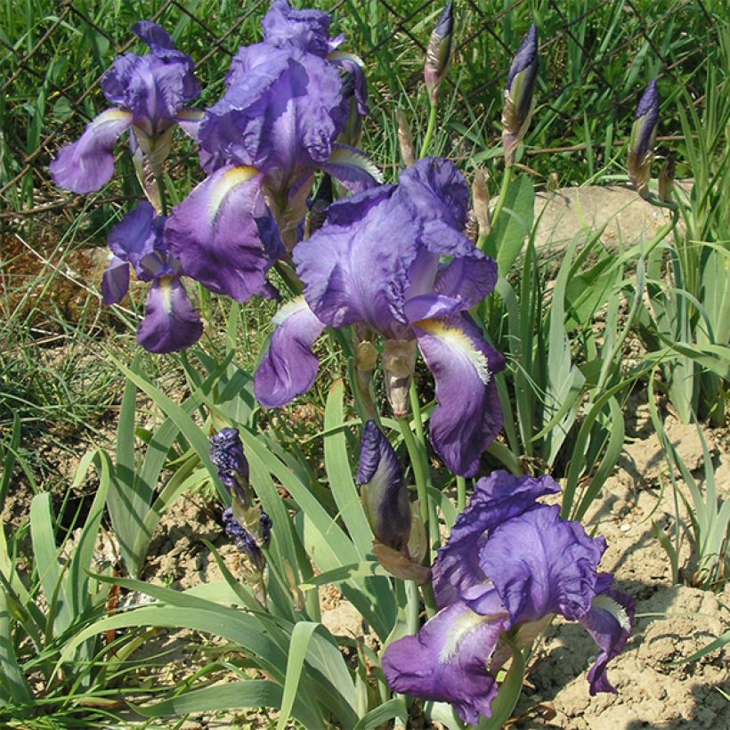 Iris illyrica - Istrien-Schwertlilie (Flowering)