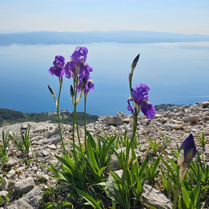 Iris illyrica - Istrien-Schwertlilie (Plant habit)