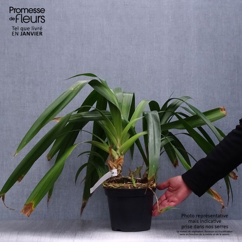 Example of Iris japonica - Gefranste Schwertlilie Topf mit 2L/3L as you get in hiver