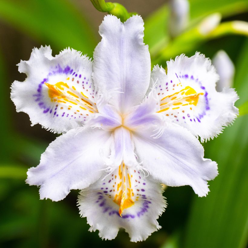 Iris japonica - Gefranste Schwertlilie (Flowering)
