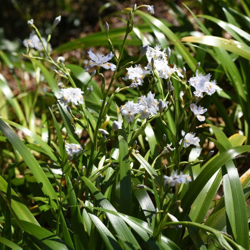 Iris japonica - Gefranste Schwertlilie (Plant habit)