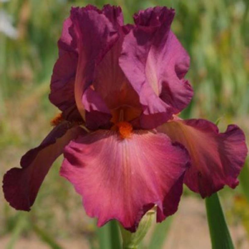 Iris Lady Friend - Schwertlilie (Flowering)