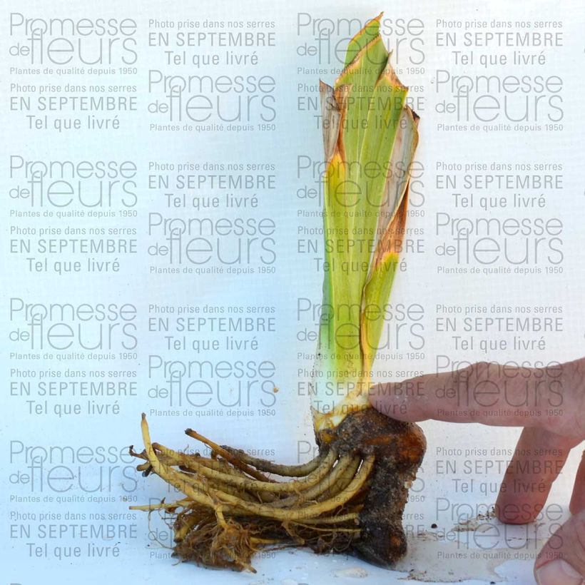 Example of Iris Lady Friend - Schwertlilie Kleine Töpfe von 8/9 cm as you get