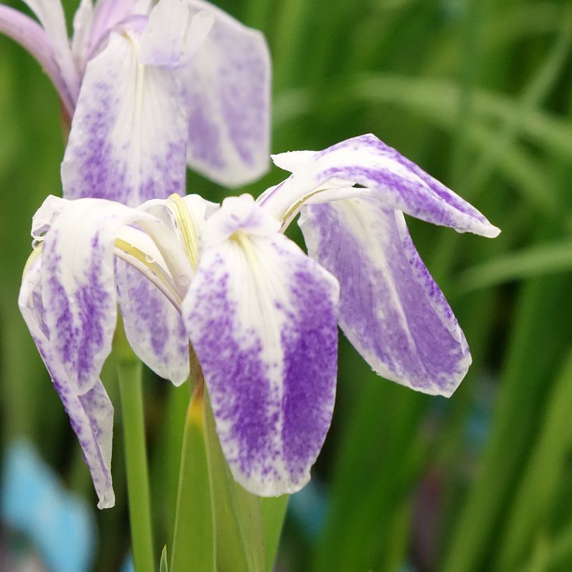 Iris laevigata Mottled Beauty - Asiatische Sumpf-Schwertlilie (Flowering)