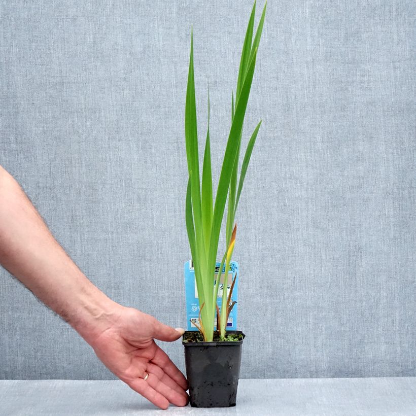 Exemplar von Iris laevigata Mottled Beauty - Asiatische Sumpf-Schwertlilie Kleine Töpfe von 8/9 cm wie im Frühjahr geliefert