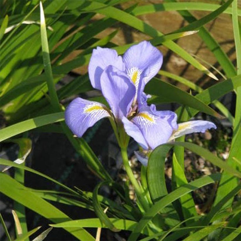 Iris lazica - Lasische Schwertlilie (Flowering)