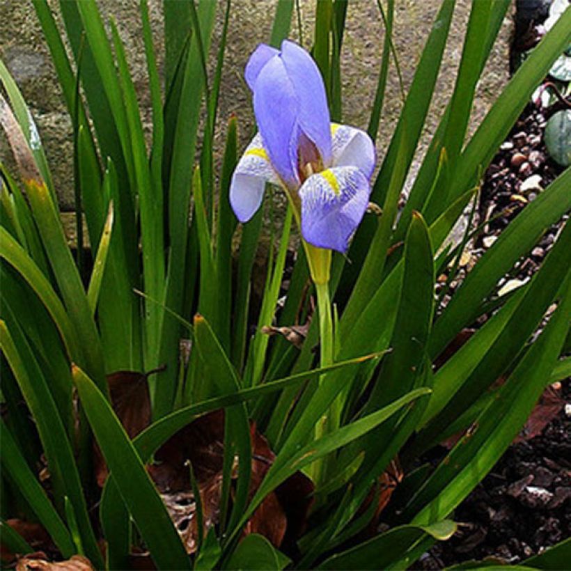 Iris lazica - Lasische Schwertlilie (Plant habit)