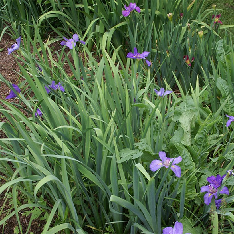 Iris louisiana Gulf Shore - Louisiana-Wasser-Iris (Plant habit)