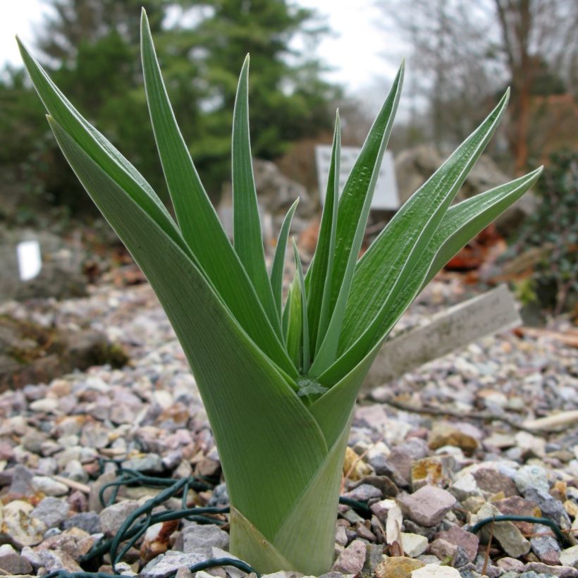 Iris magnifica alba - Großartige Schwertlilie (Foliage)