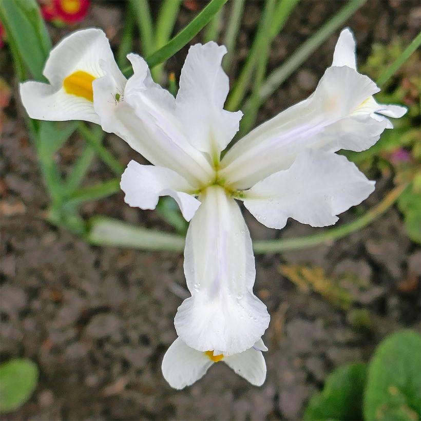 Iris magnifica alba - Großartige Schwertlilie (Flowering)