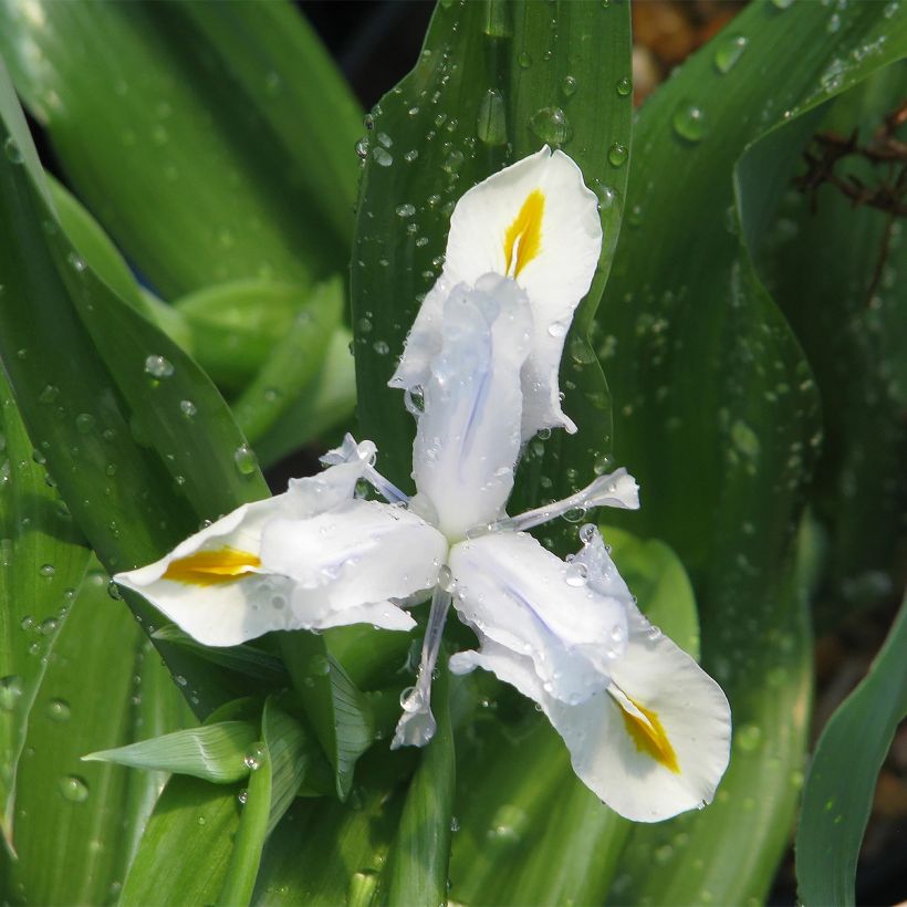 Iris magnifica alba - Großartige Schwertlilie (Plant habit)