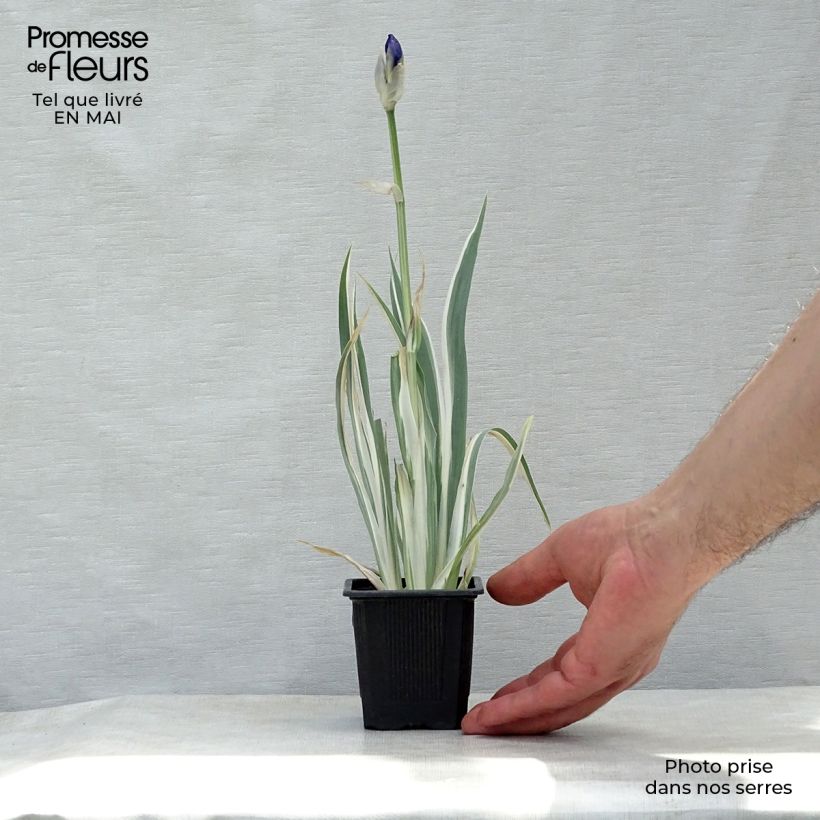 Exemplar von Iris pallida Variegata - Bleiche Schwertlilie Kleine Töpfe von 8/9 cm wie im Frühjahr geliefert