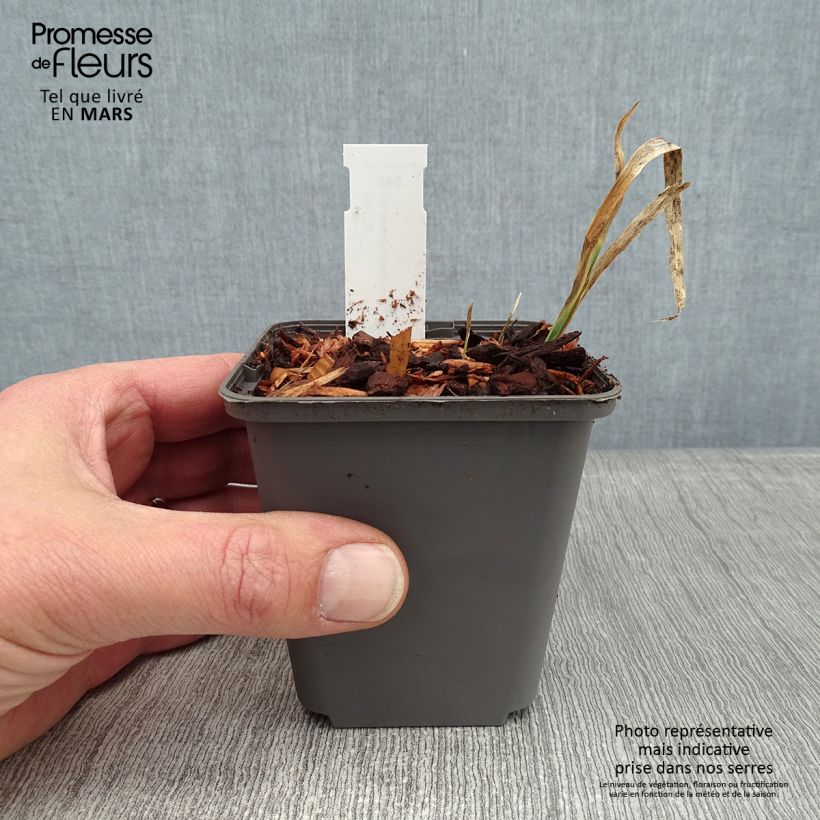 Exemplar von Iris pseudacorus Creme de la Creme - Gelbe Sumpf-Schwertlilie Kleine Töpfe von 8/9 cm wie im Winter geliefert