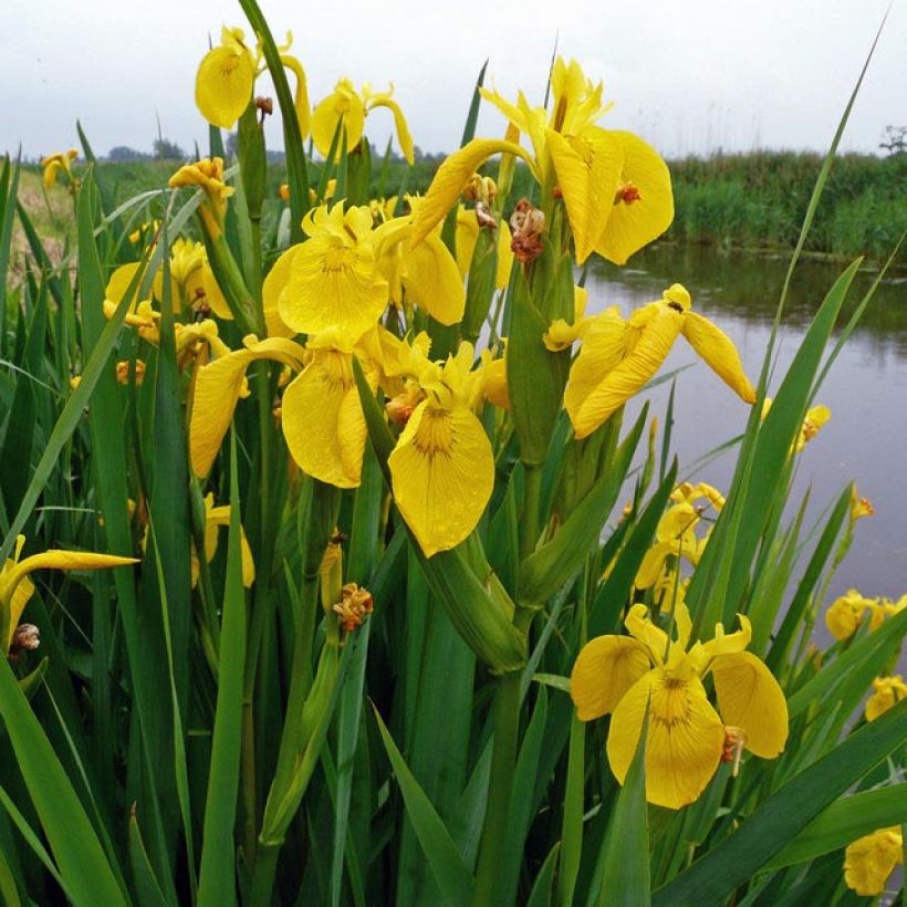 Iris pseudacorus - Gelbe Sumpf-Schwertlilie (Foliage)