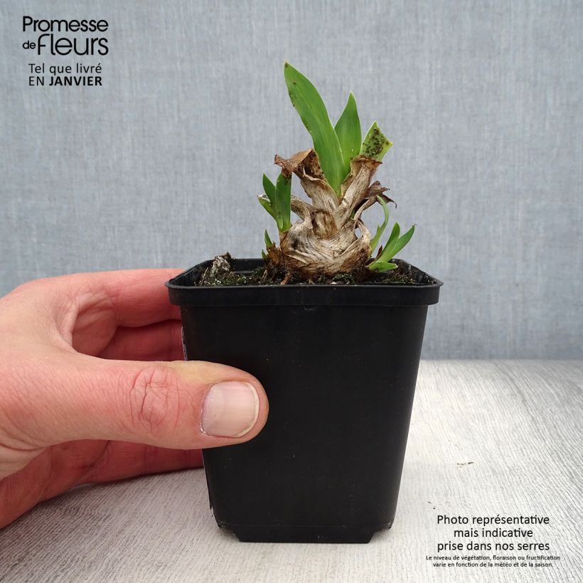 Exemplar von Iris pumila Azurea - Kleine Schwertlilie Kleine Töpfe von 8/9 cm wie im Winter geliefert