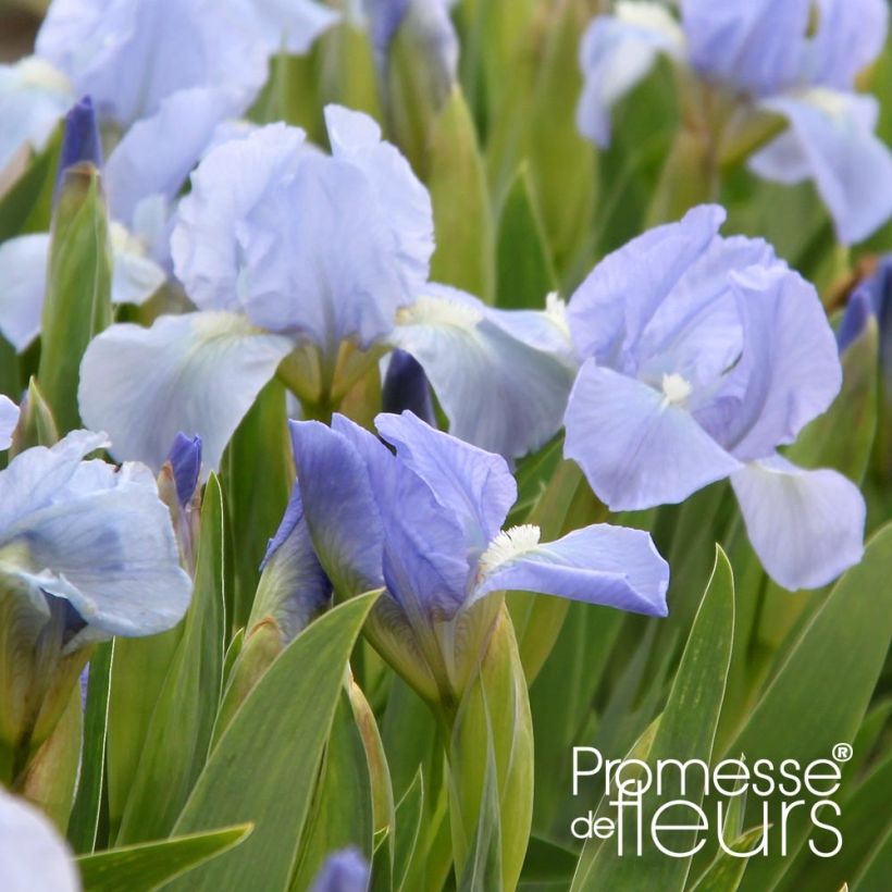 Iris pumila Blue Denim - Kleine Schwertlilie (Flowering)