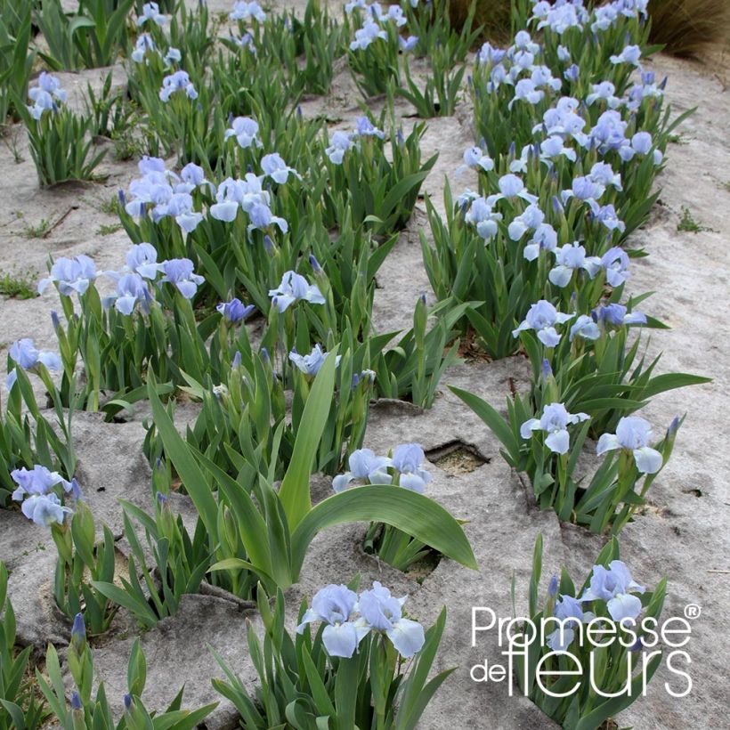 Iris pumila Blue Denim - Kleine Schwertlilie (Plant habit)