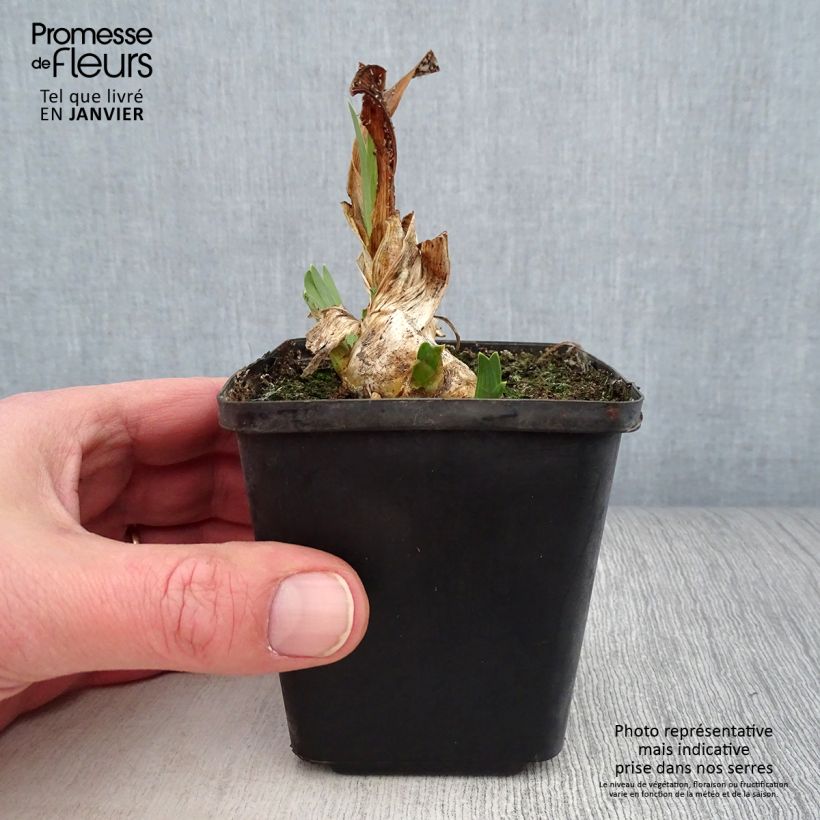 Exemplar von Iris pumila Brassie - Kleine Schwertlilie Kleine Töpfe von 8/9 cm wie im Winter geliefert