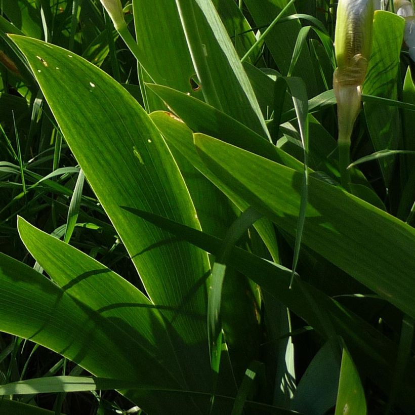Iris pumila Bright White - Kleine Schwertlilie (Foliage)