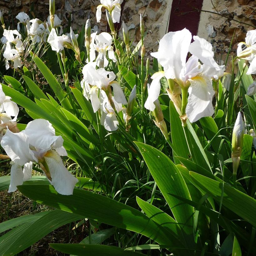Iris pumila Bright White - Kleine Schwertlilie (Plant habit)