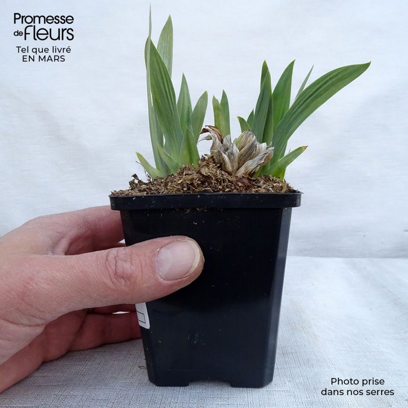 Exemplar von Iris pumila Bright White - Kleine Schwertlilie Kleine Töpfe von 8/9 cm wie im Frühjahr geliefert