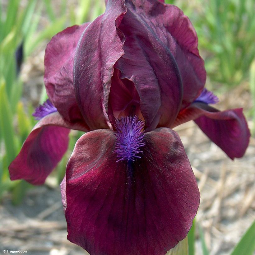Iris pumila Cherry Garden - Kleine Schwertlilie (Flowering)