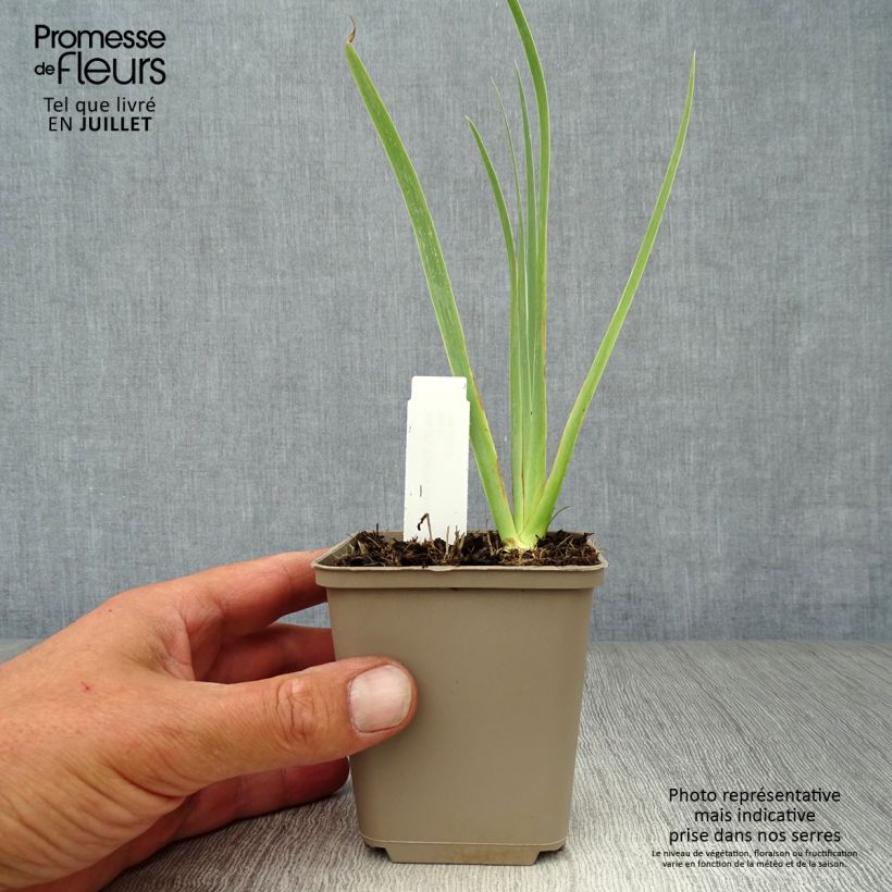 Exemplar von Iris pumila Cherry Garden - Kleine Schwertlilie Kleine Töpfe von 8/9 cm wie im Sommer geliefert
