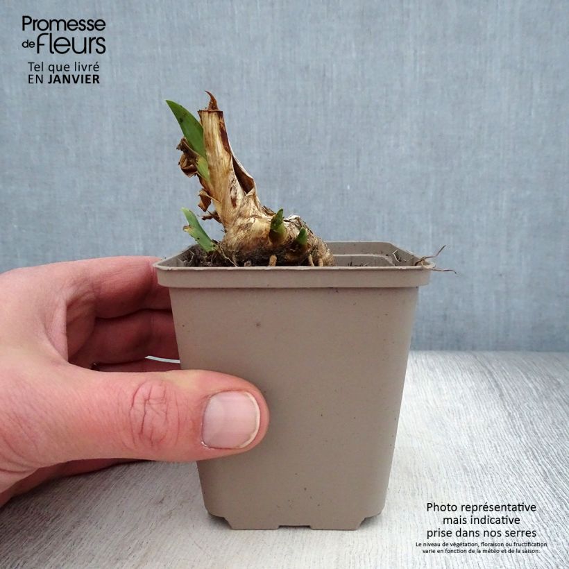 Example of Iris pumila Dream Stuff - Kleine Schwertlilie Kleine Töpfe von 8/9 cm as you get in hiver