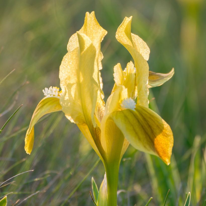 Iris pumila Yellow - Kleine Schwertlilie (Flowering)