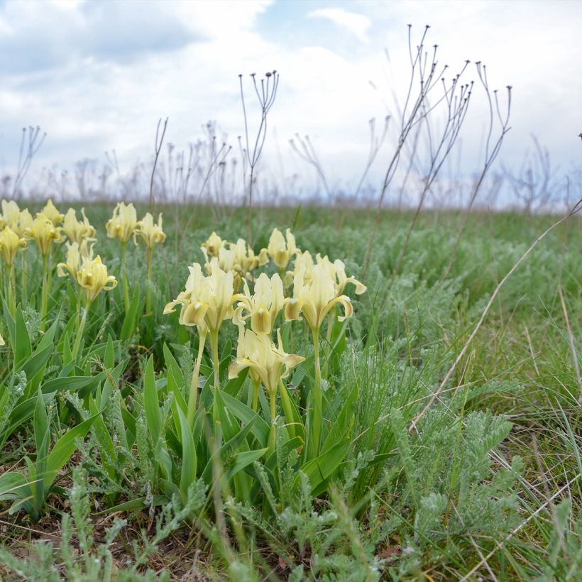Iris pumila Yellow - Kleine Schwertlilie (Plant habit)