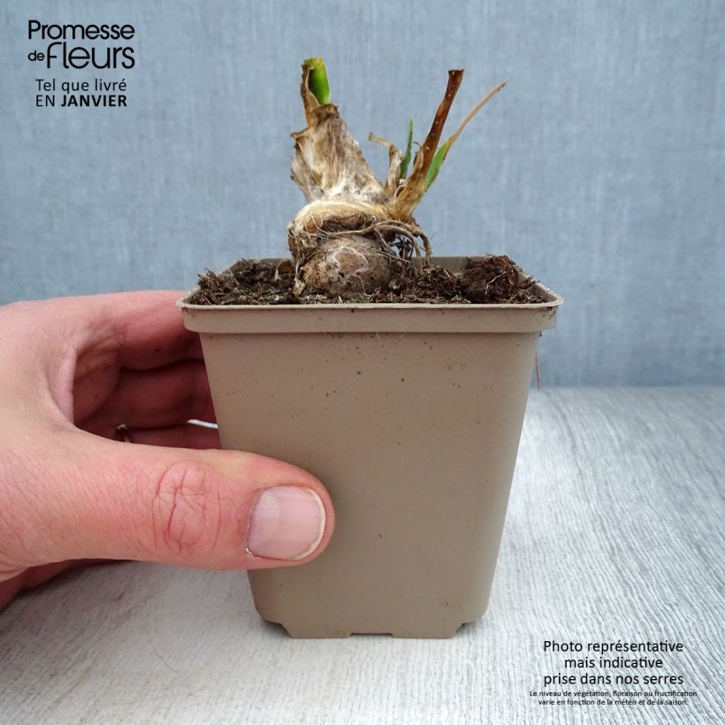 Example of Iris pumila LA Ballet - Kleine Schwertlilie Kleine Töpfe von 8/9 cm as you get in hiver