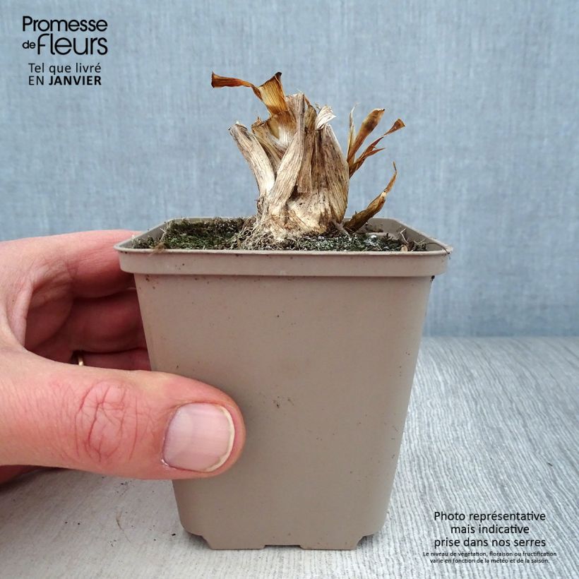 Example of Iris pumila Smell The Roses - Kleine Schwertlilie Kleine Töpfe von 8/9 cm as you get in hiver