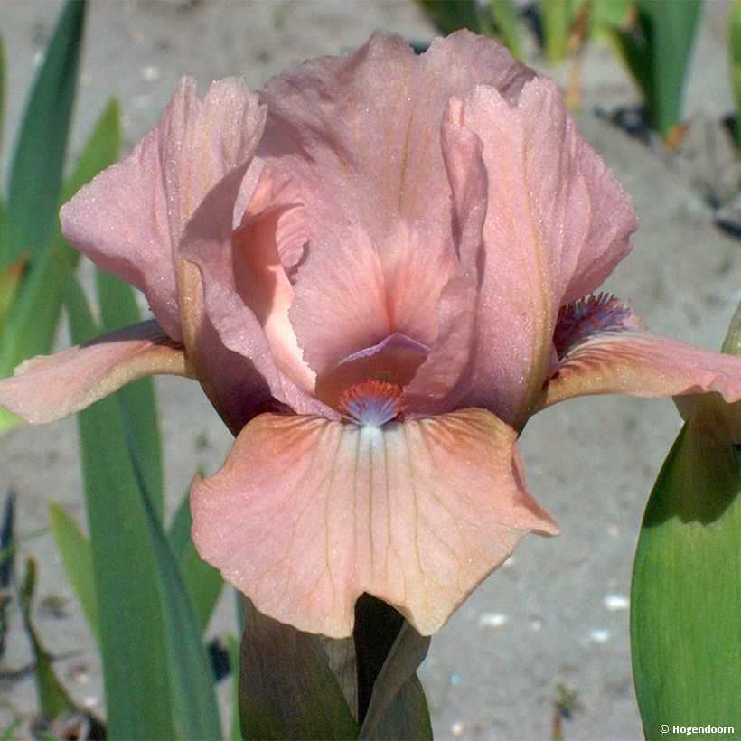 Iris pumila Volts - Kleine Schwertlilie (Flowering)