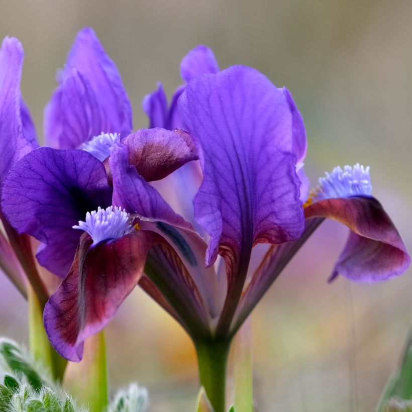 Iris Daring Do - Schwertlilie (Flowering)