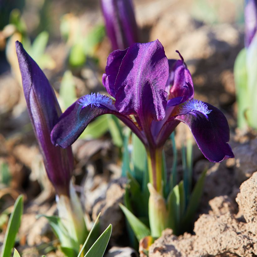 Iris Daring Do - Schwertlilie (Plant habit)