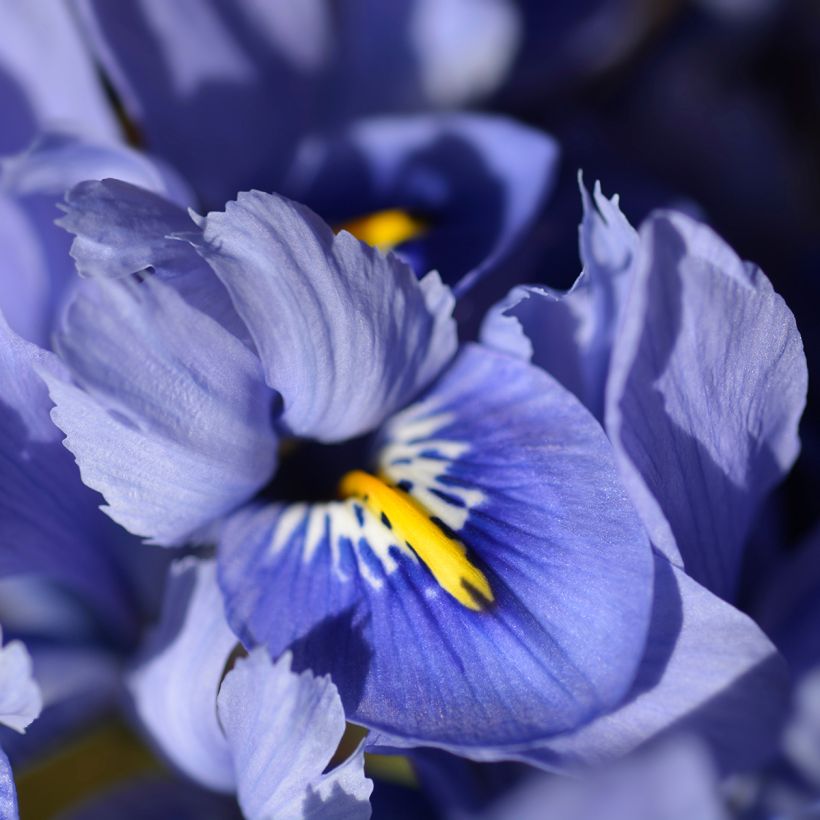 Iris reticulata Alida - Netzblatt-Schwertlilie (Flowering)